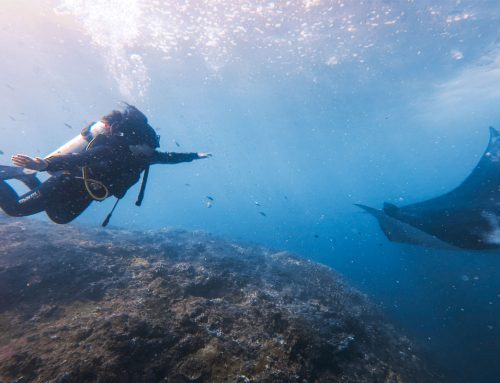Nusa Penida Stands Out as a World Class Diving Destination