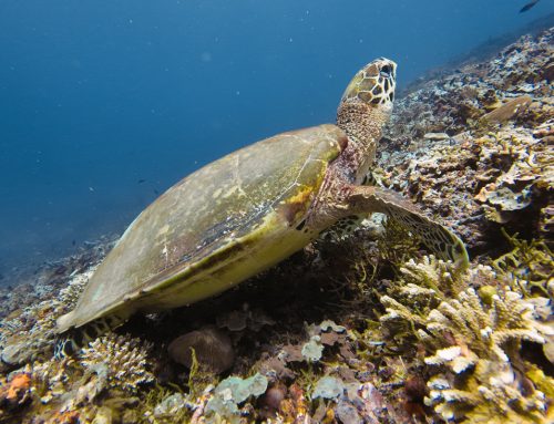 What are the best dive sites in Nusa Penida, Bali?