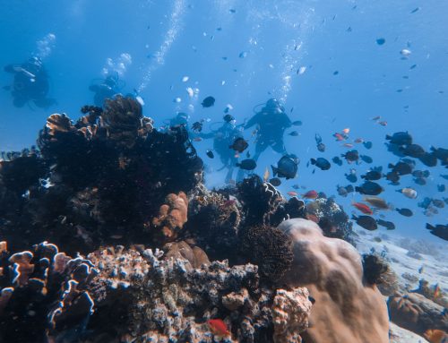 What marine life can you expect to see while diving in Nusa Penida?