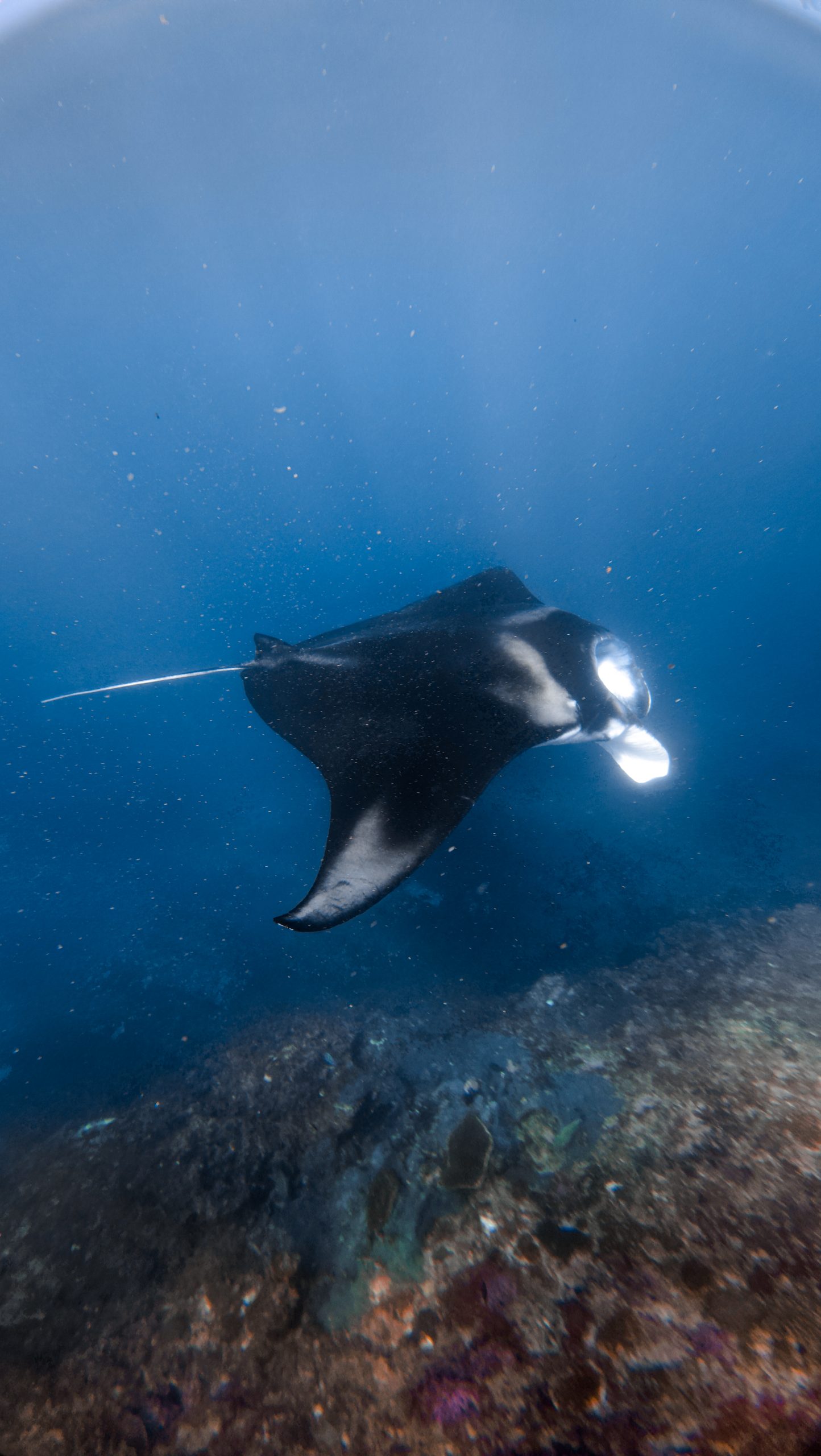 manta in nusa penida, jibriel firman dive indo id
