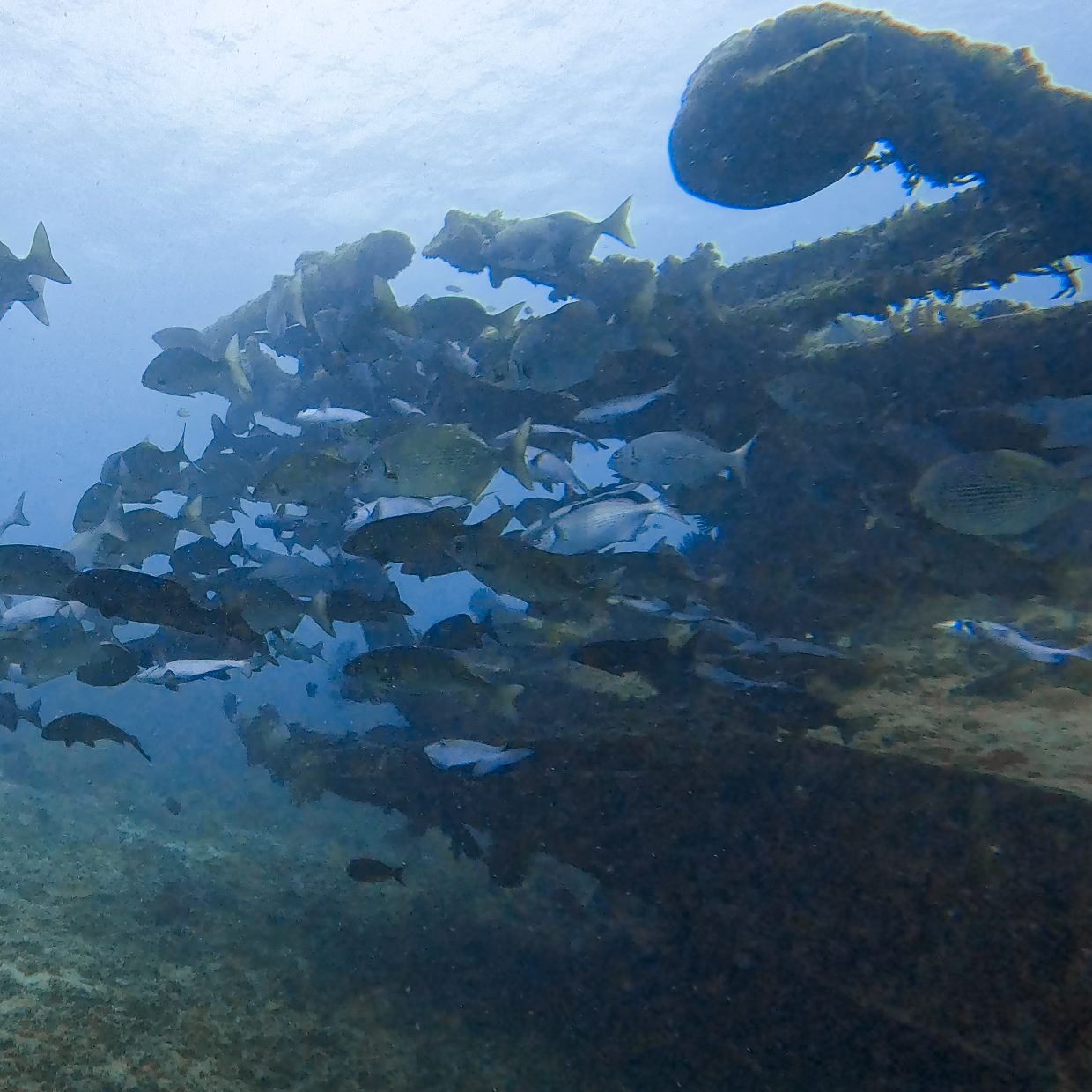 Schoolling fish at bounty shipwreck