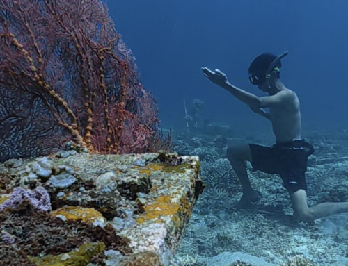 Freediving for Beginners with DIVE INDO ID: Safety, Equipment & Certification FAQs