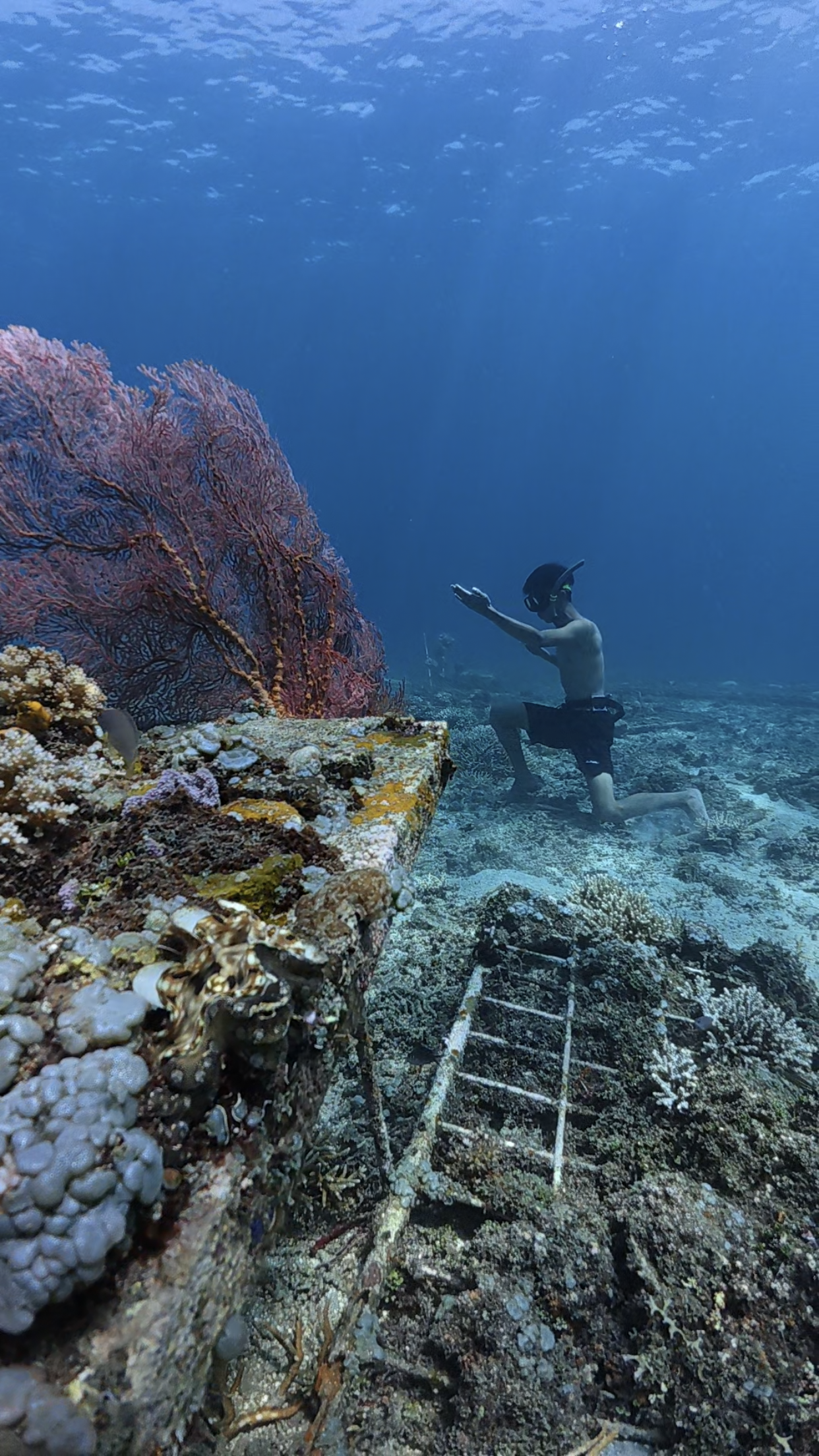 freedive course dive indo id