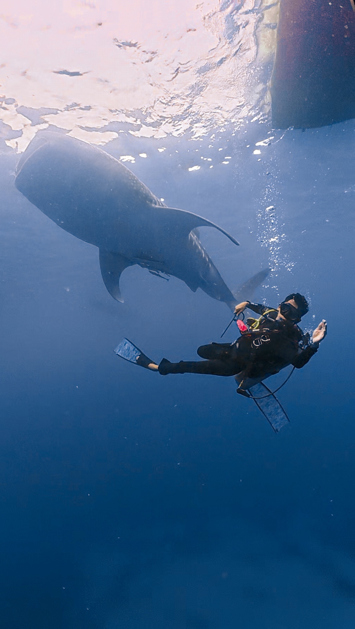 jibriel in whale shark dive spot, dive indo id