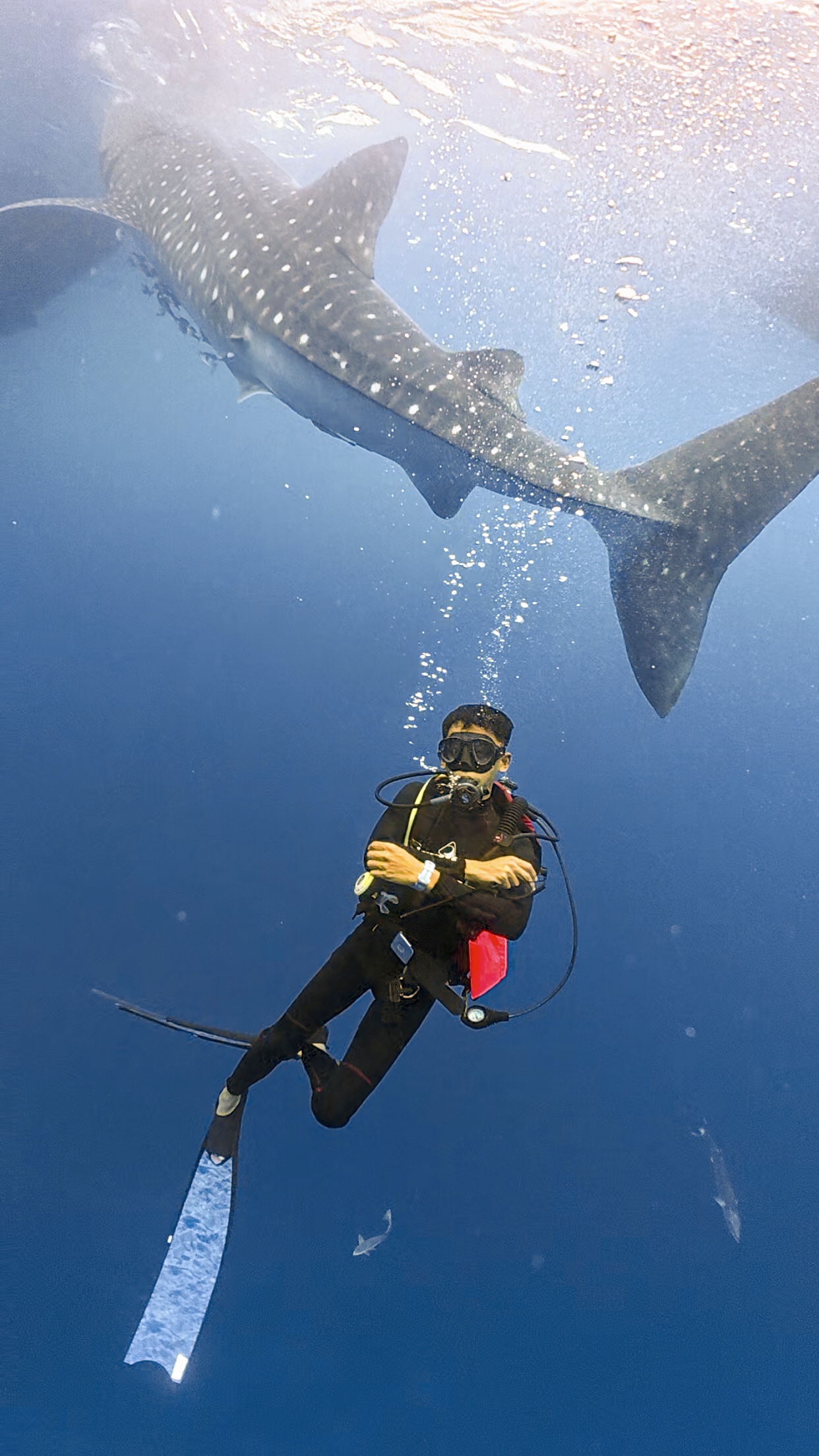WHALE SHARK DIVE INDO ID