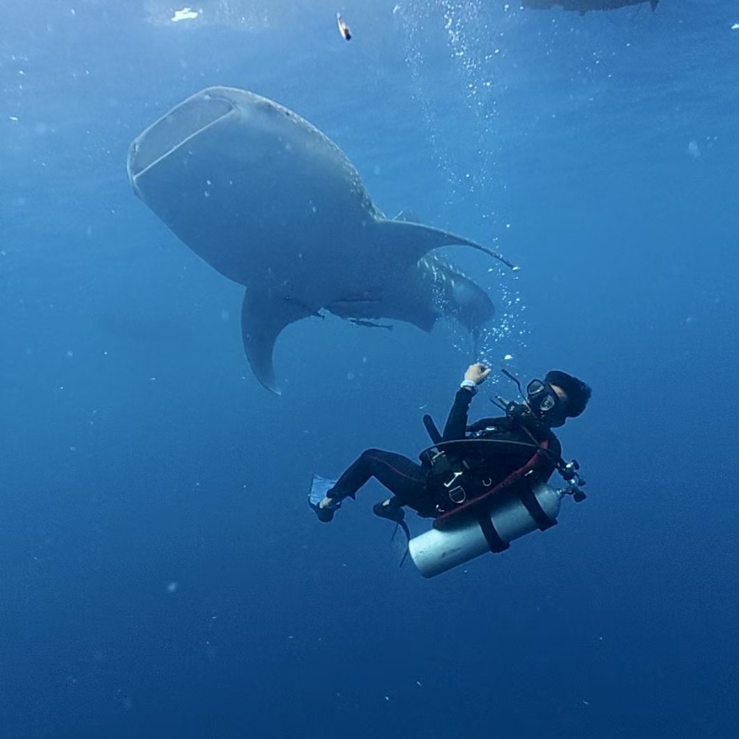 scuba with whale shark dive indo id