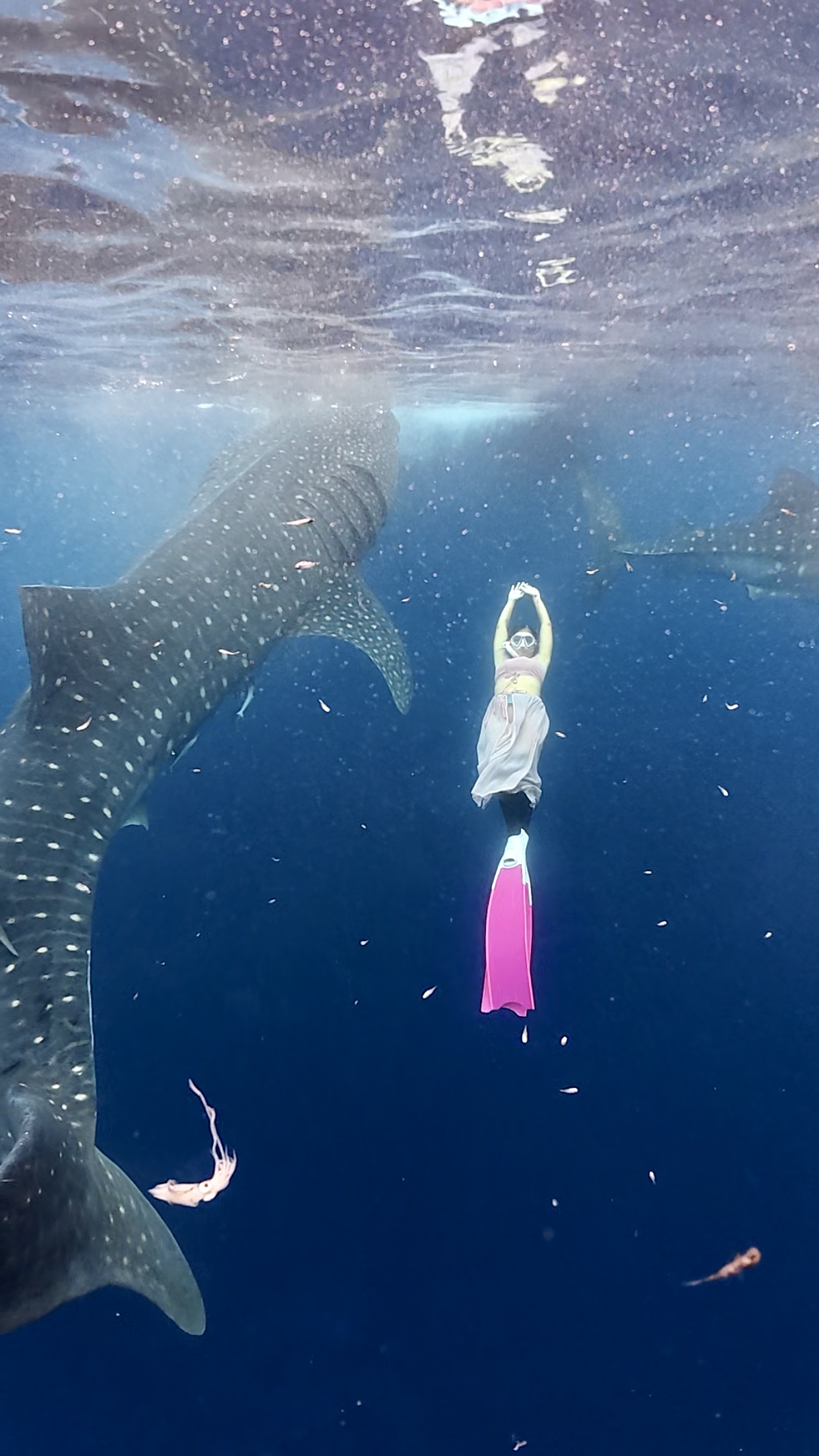 Freedive trip whale shark sumbawa, dive indo id
