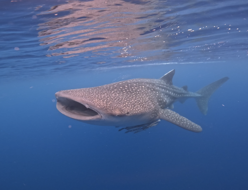 Here’s What You’ll Get When You Join the Freedive & Scuba Trip to the WHALE SHARKS in Sumbawa with Dive Indo ID!