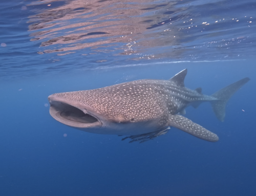 Here’s What You’ll Get When You Join the Freedive & Scuba Trip to the WHALE SHARKS in Sumbawa with Dive Indo ID!