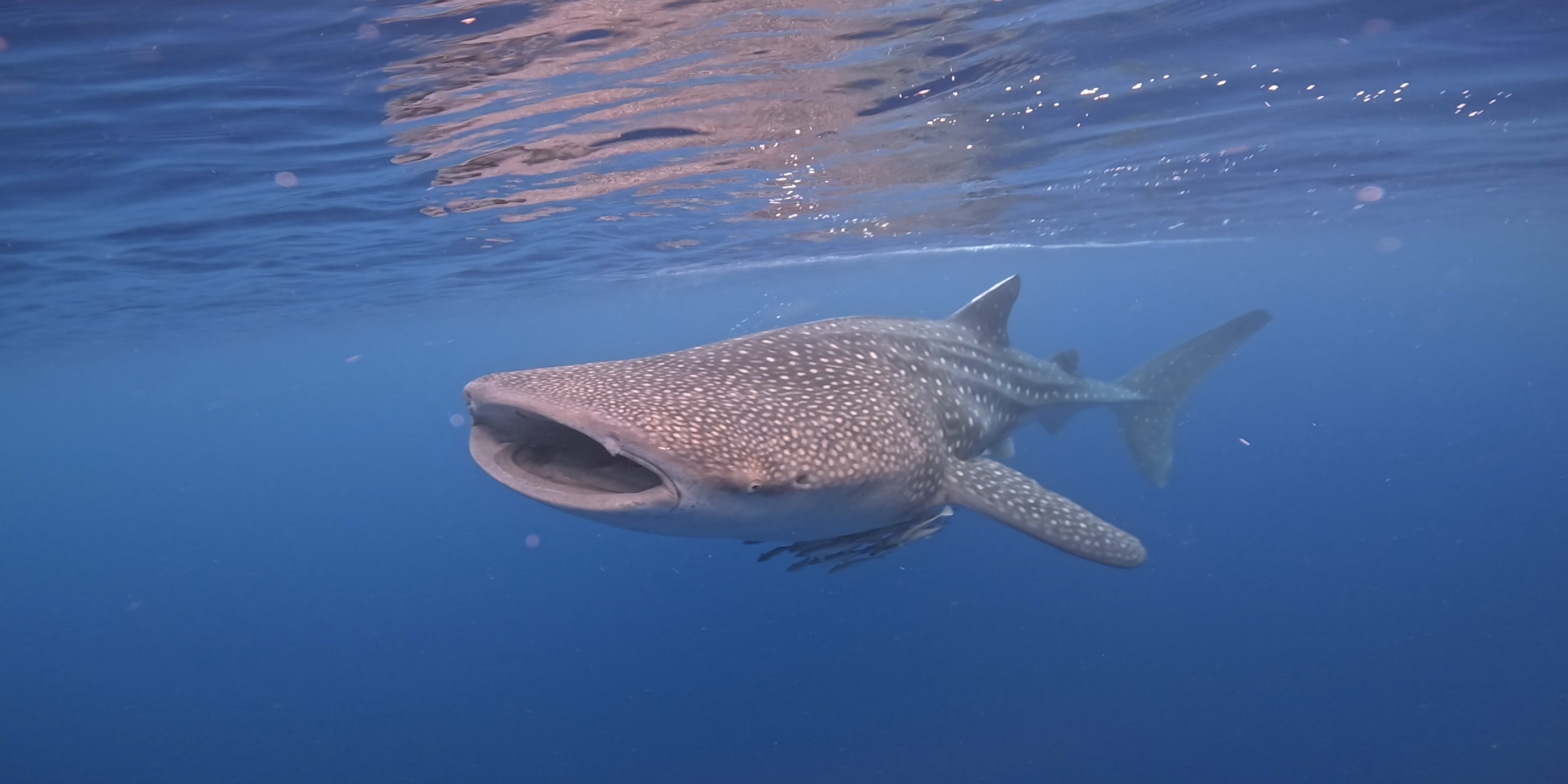 whale shark trip dive indo id