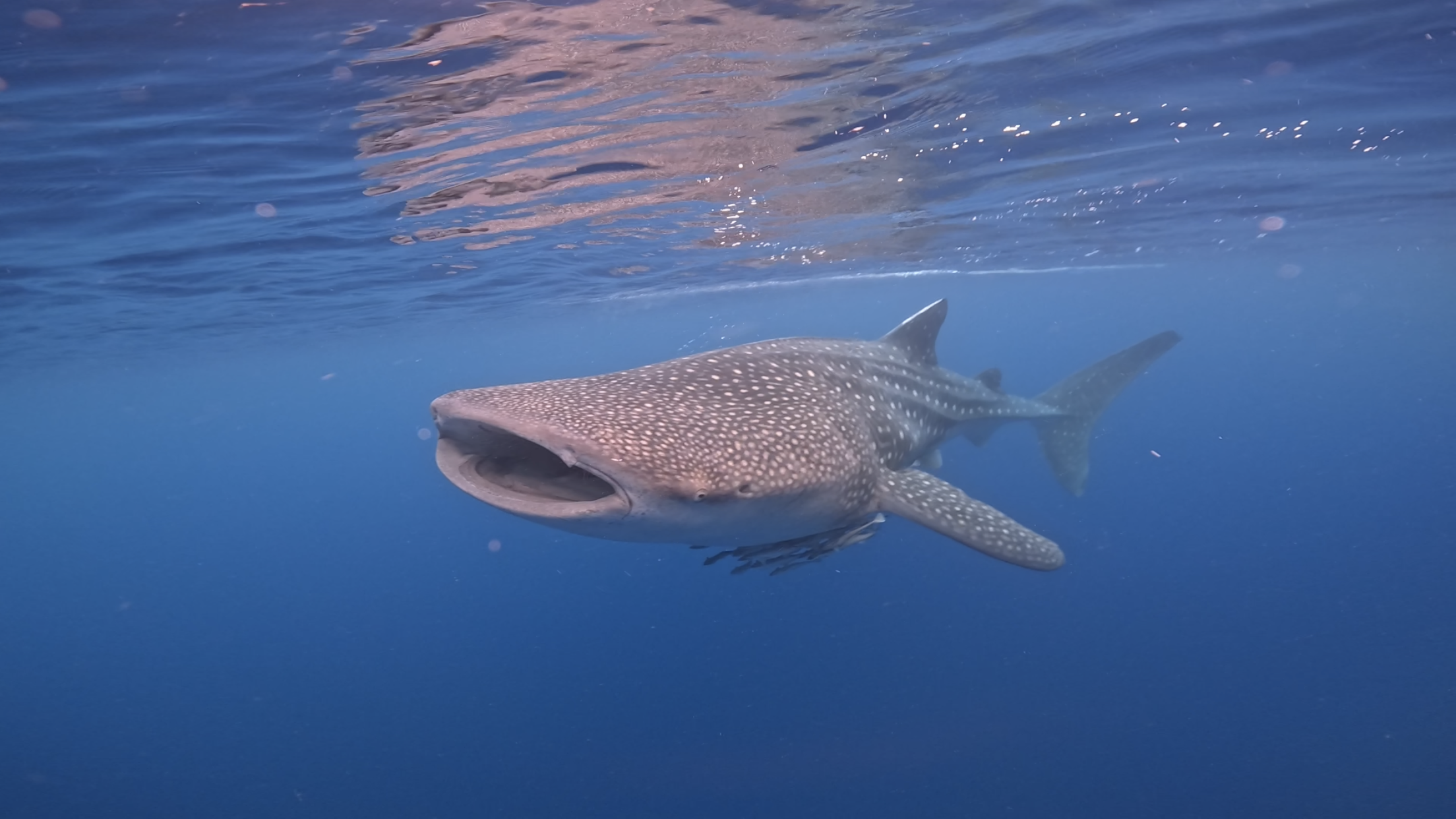 whale shark trip dive indo id