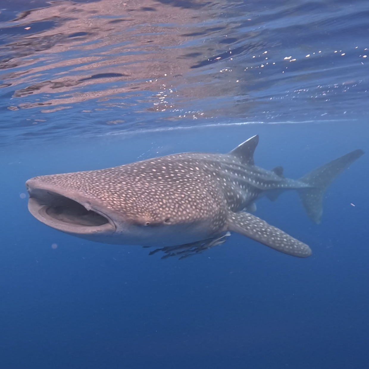 Whale Shark Teluk Saleh dive spot dive indo id