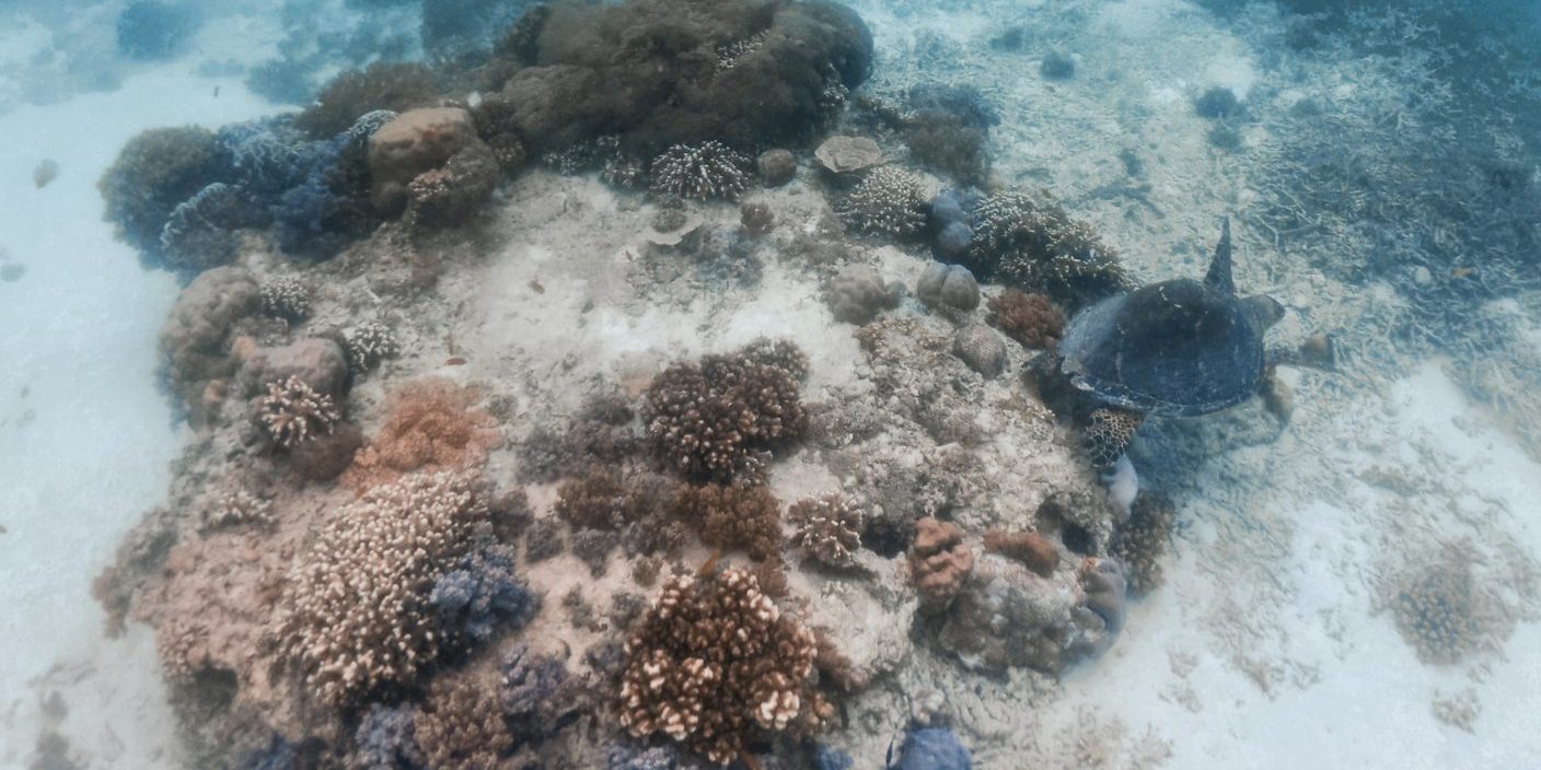 snorkeling with turtle gili trawangan dive indo id jibriel firman