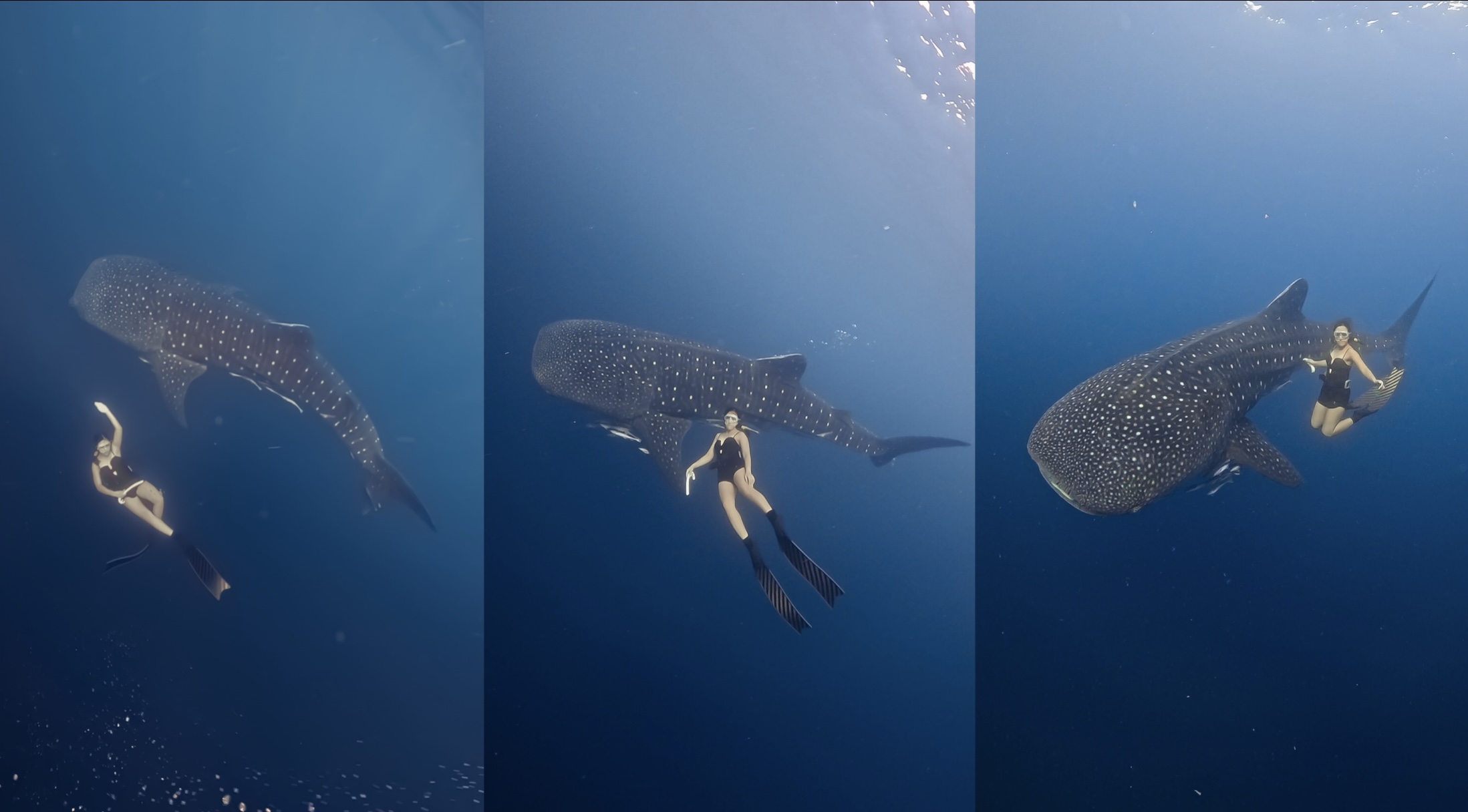 whale shark dive spot freedive