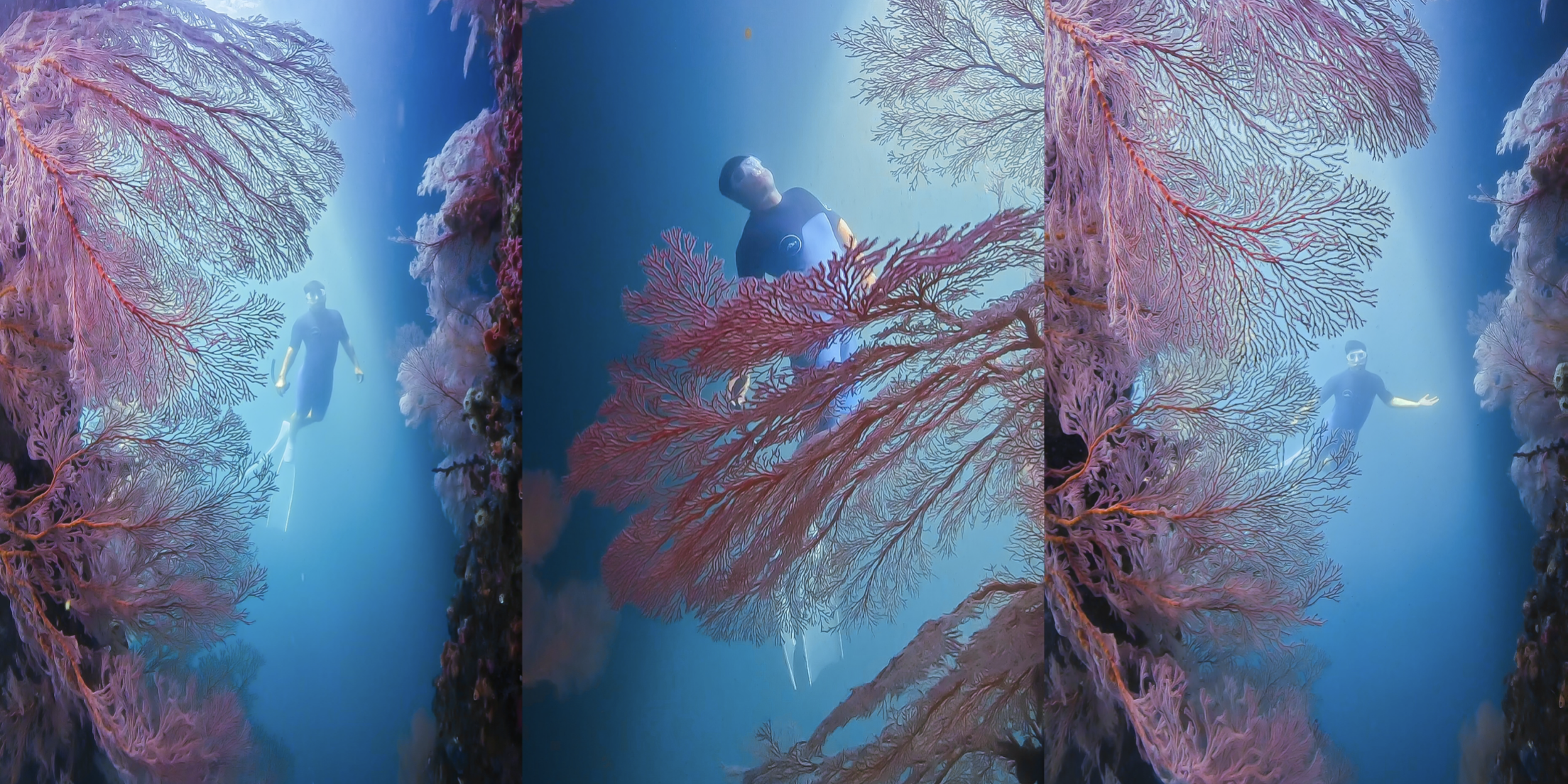 seafan garden gili kondo