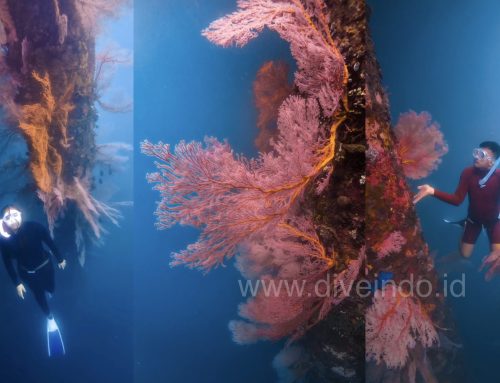 Freedive Trip di Spot Seafan Ikonik Lombok Timur: Gili Kondo, Gili Bidara, Gili Petagan, dan Gili Kapal